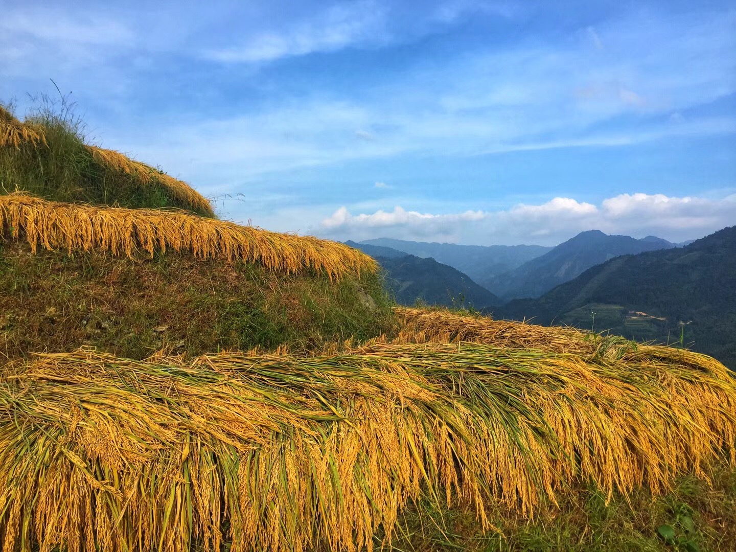 龍脊梯田自助遊攻略