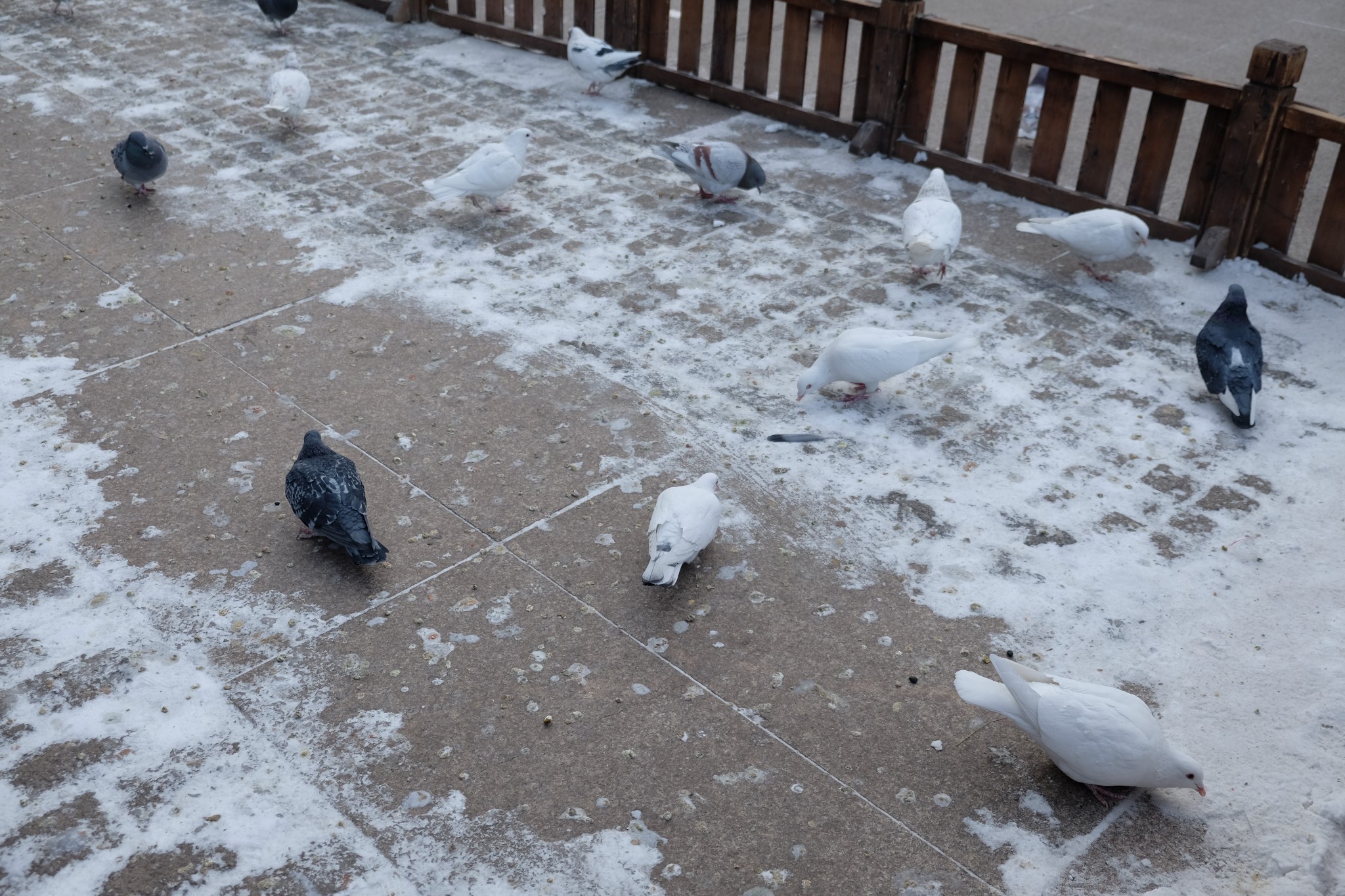 雪鄉自助遊攻略