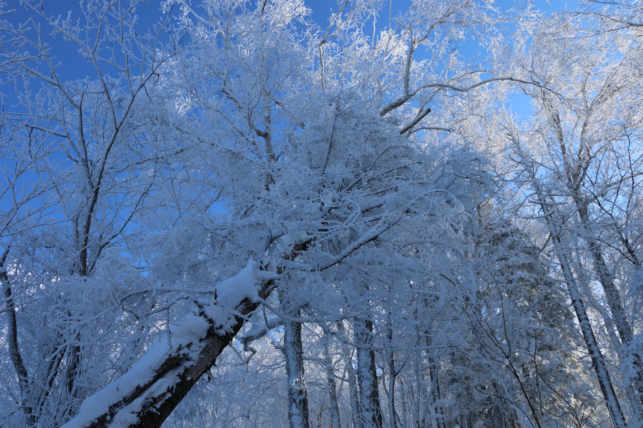 雪鄉自助遊攻略