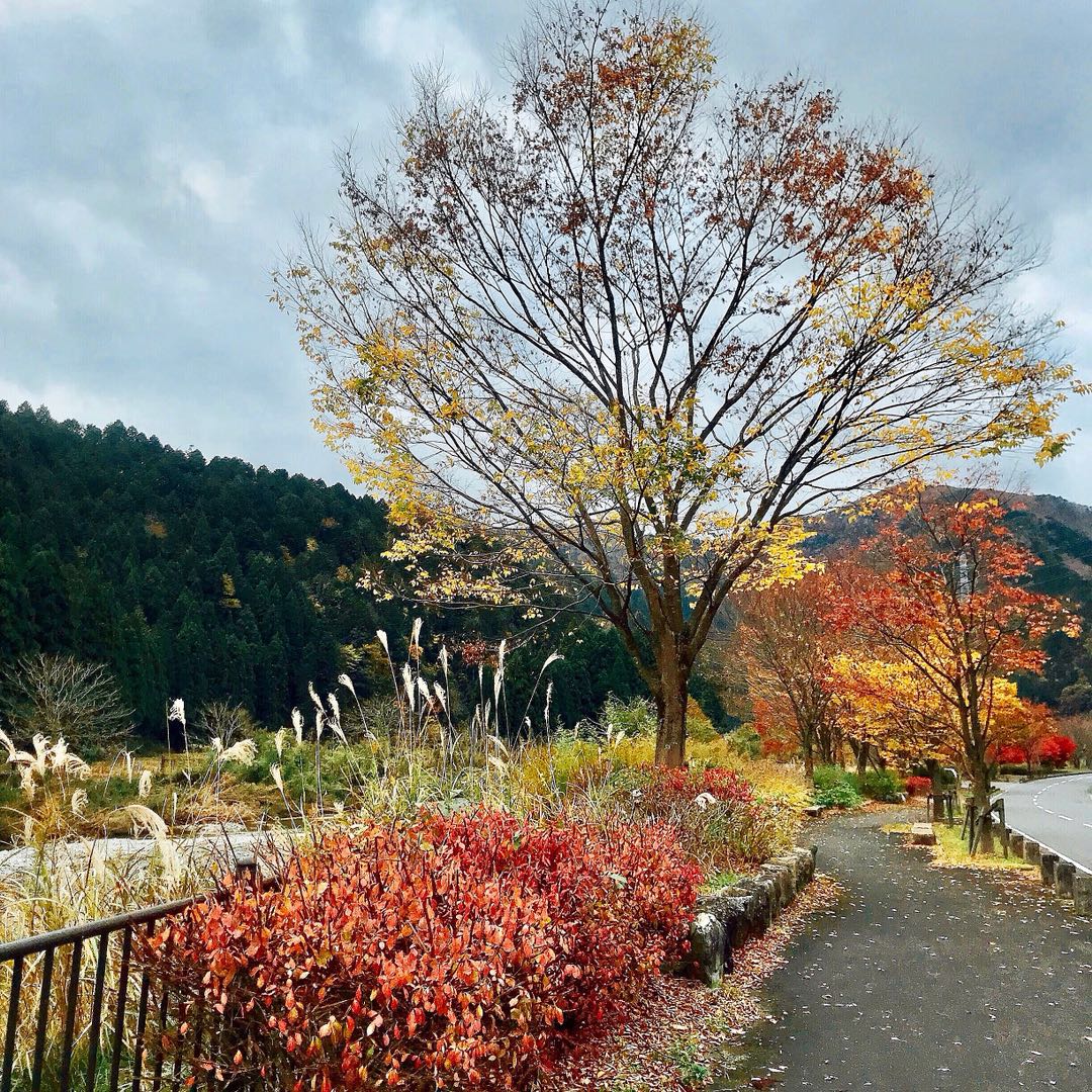 京都自助遊攻略