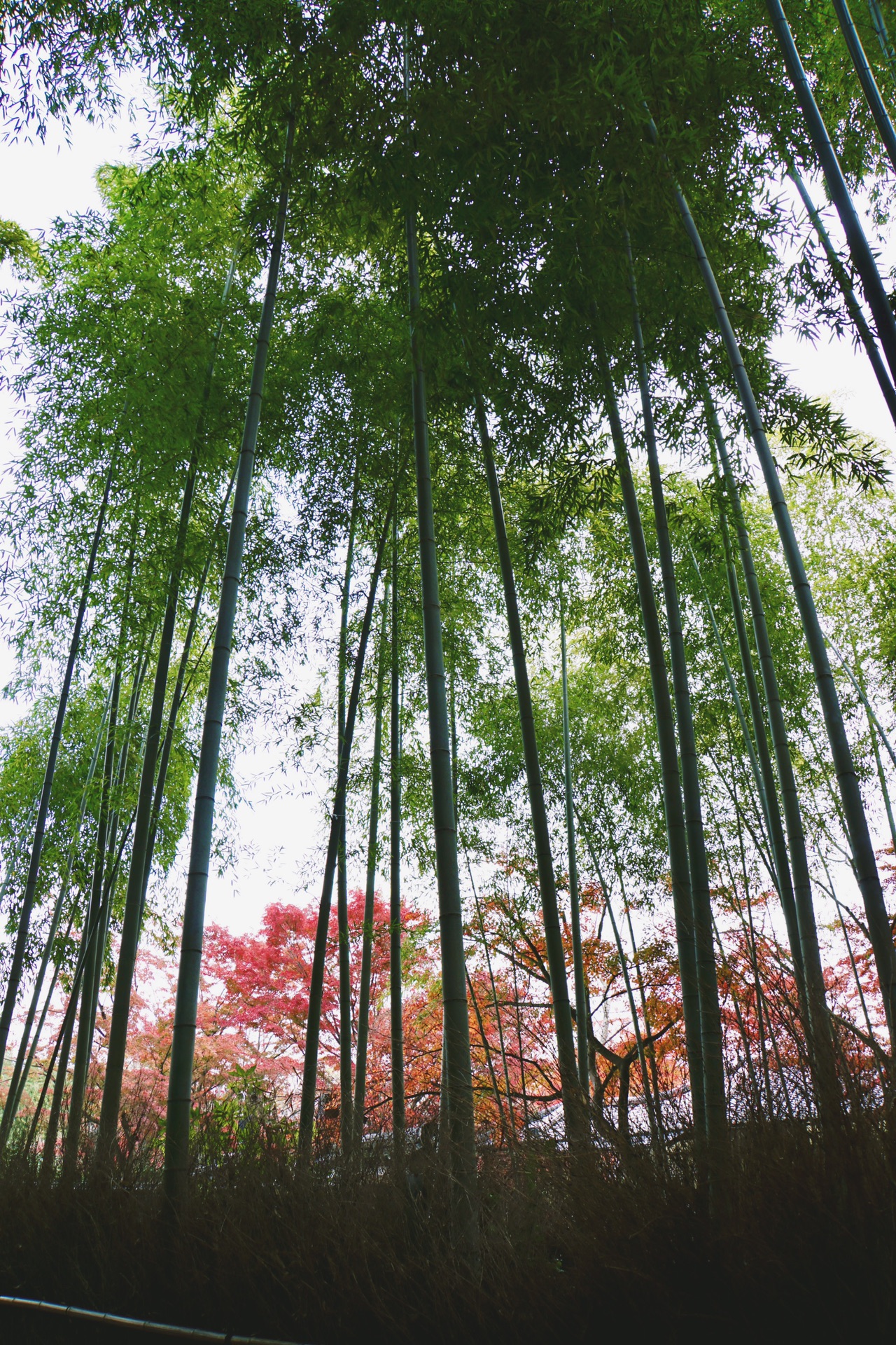 京都自助遊攻略