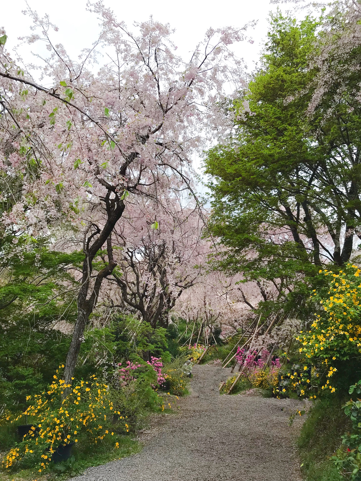 京都自助遊攻略