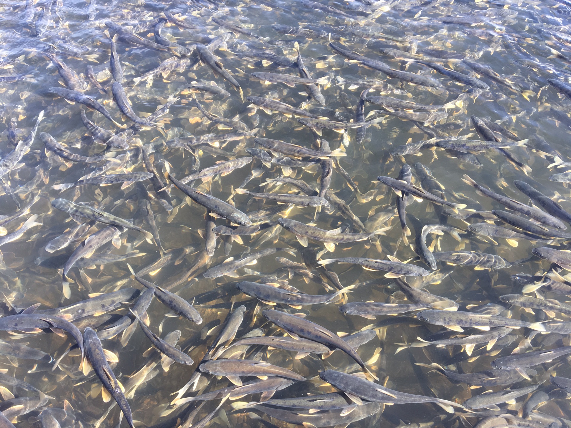 青海湖無鱗湟魚