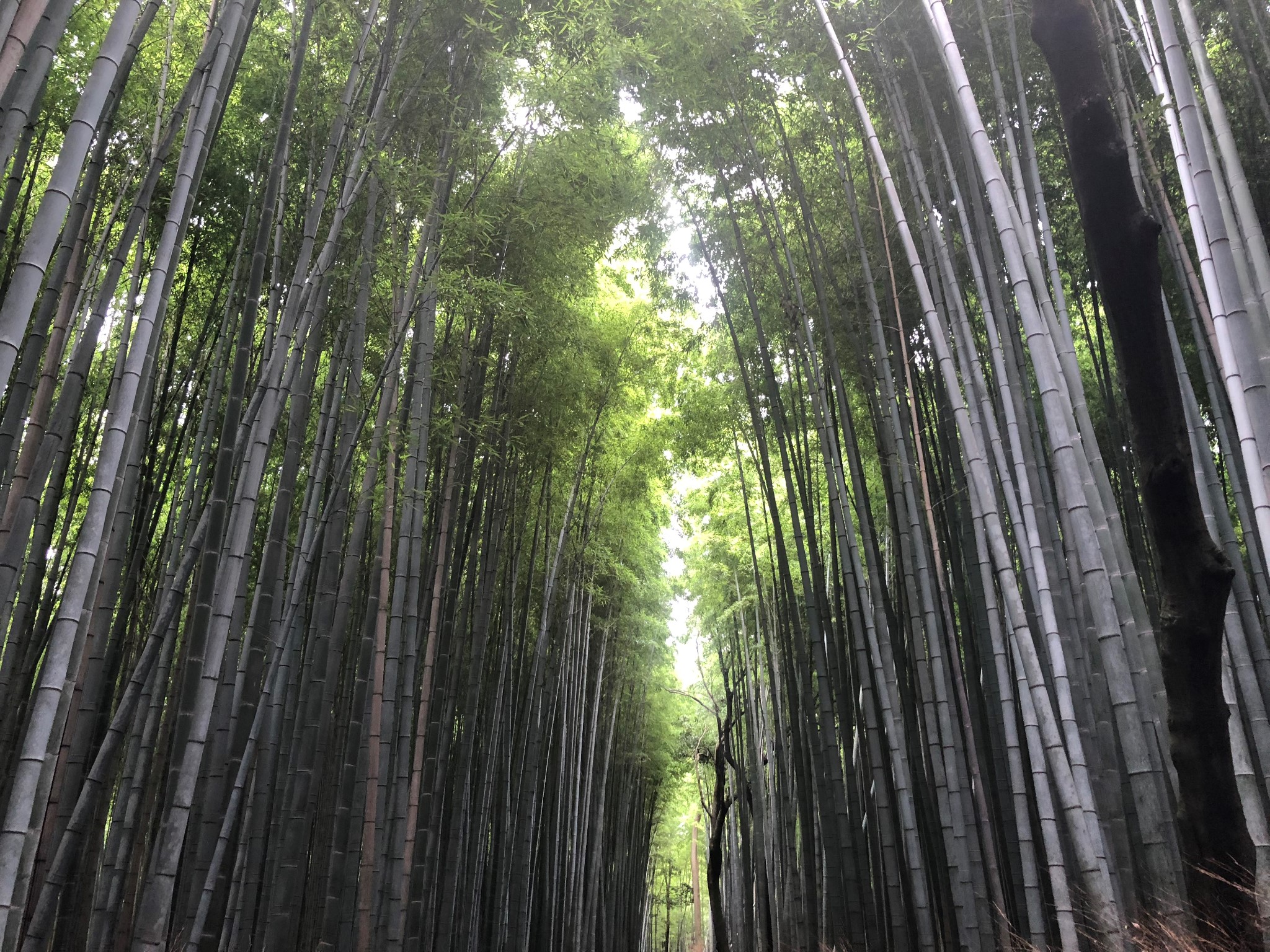 名古屋自助遊攻略