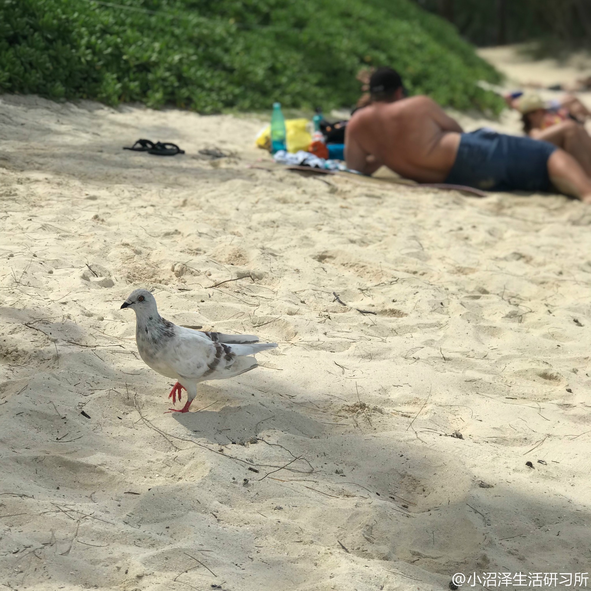 夏威夷自助遊攻略