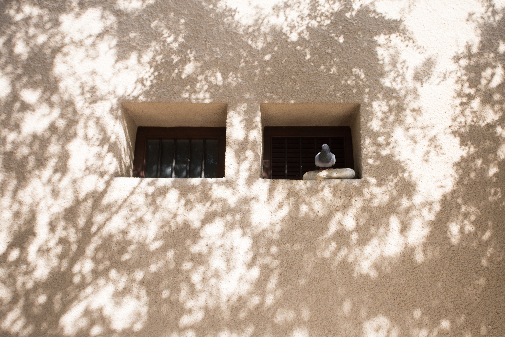 阳光洒在墙面上露出斑驳的光影,一静一动