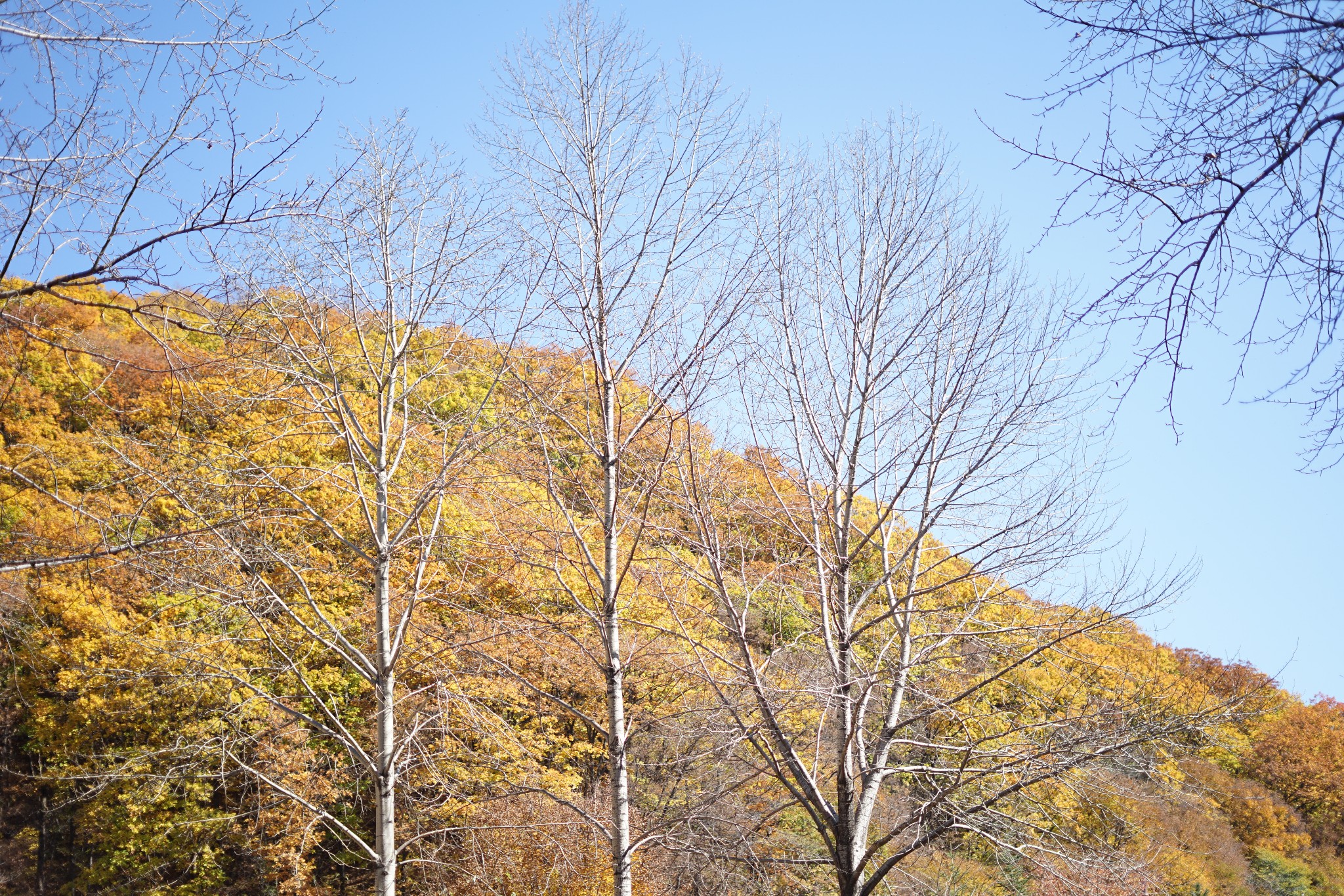 東北自助遊攻略