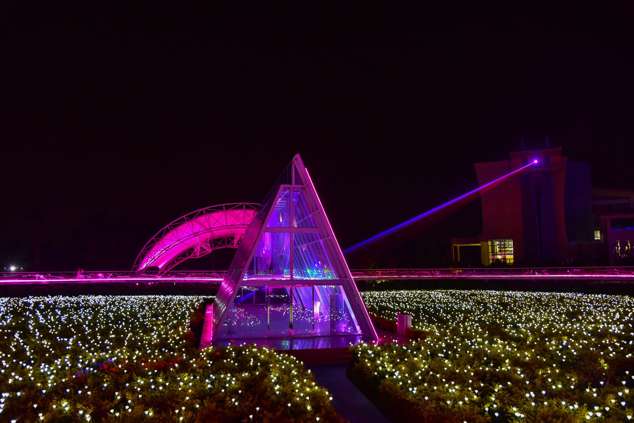 再赴百万葵园,畅游郁金花海