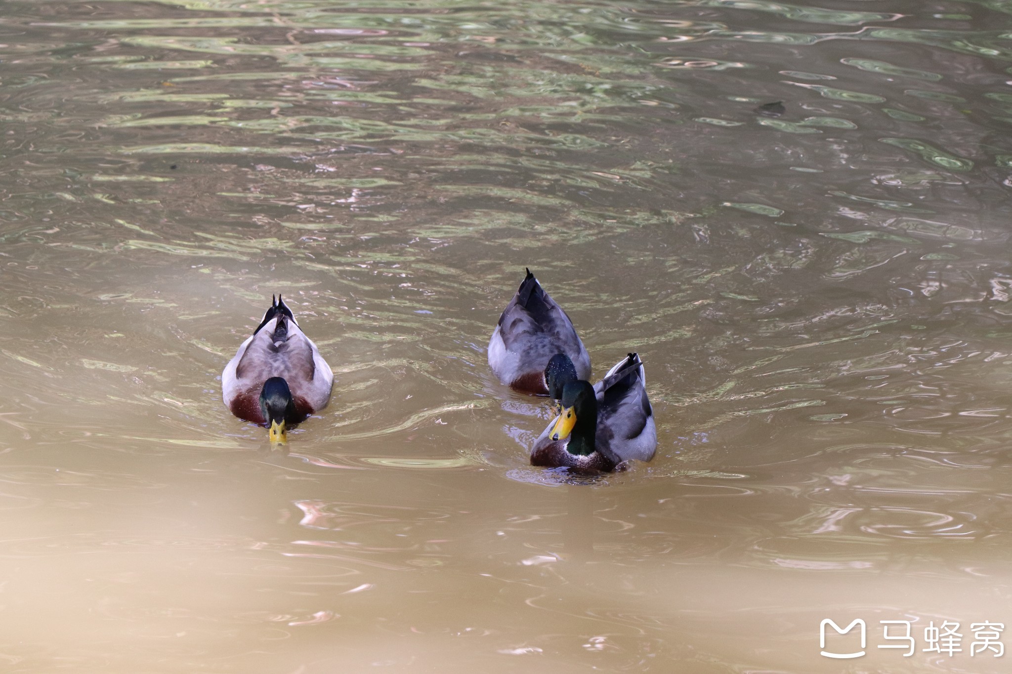 白云山的鸭子与鲜花图片60,广州旅游景点,风景名胜 - 马蜂窝图库 - 马