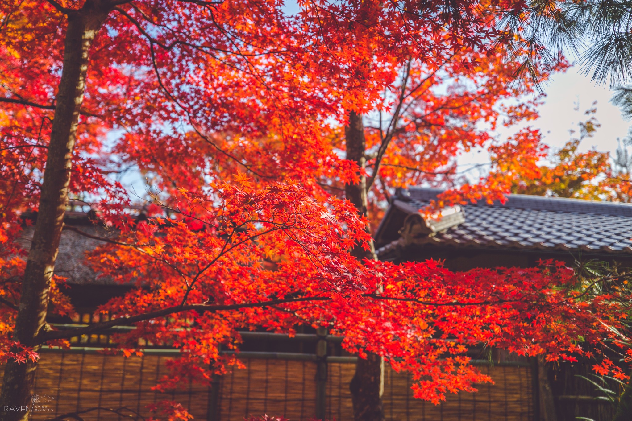 京都自助遊攻略