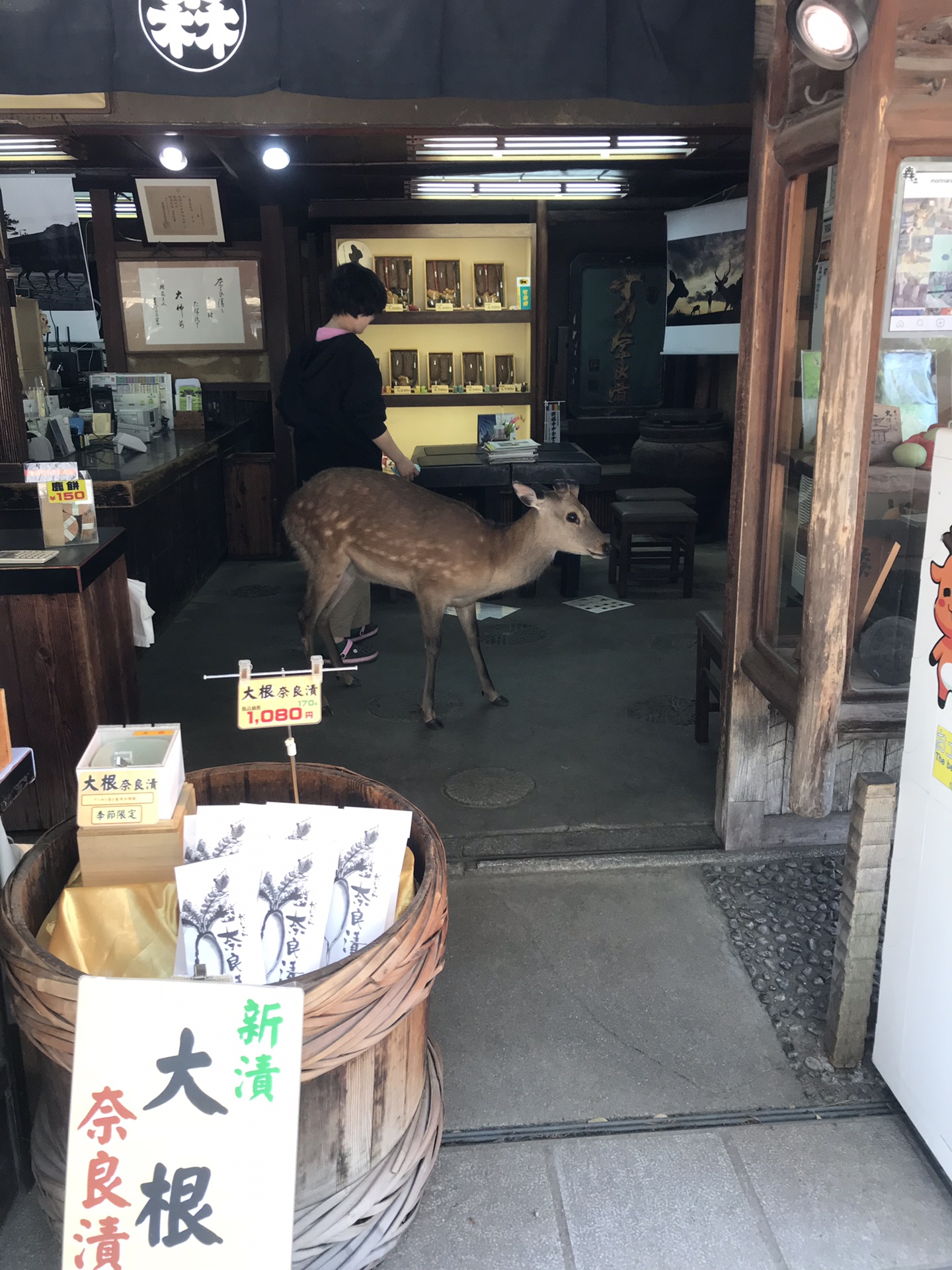 京都自助遊攻略