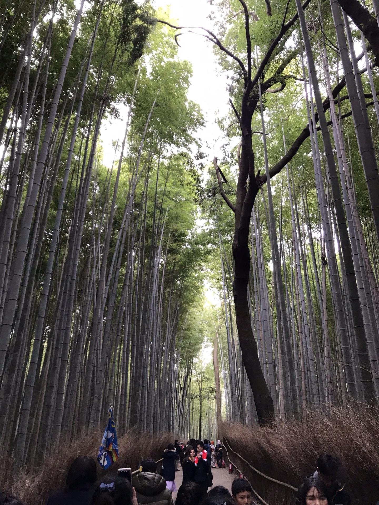 京都自助遊攻略