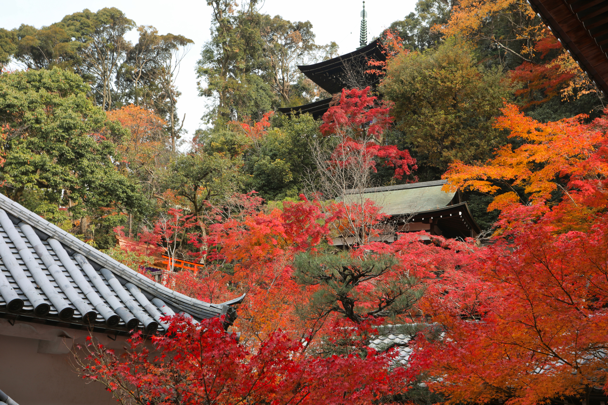 京都自助遊攻略