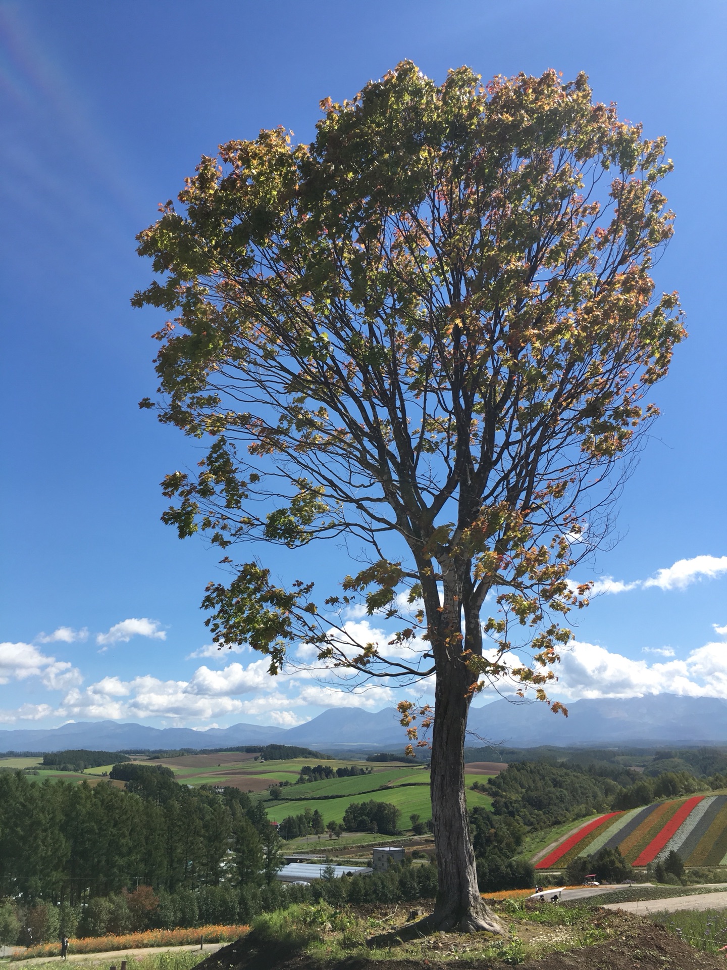 北海道自助遊攻略