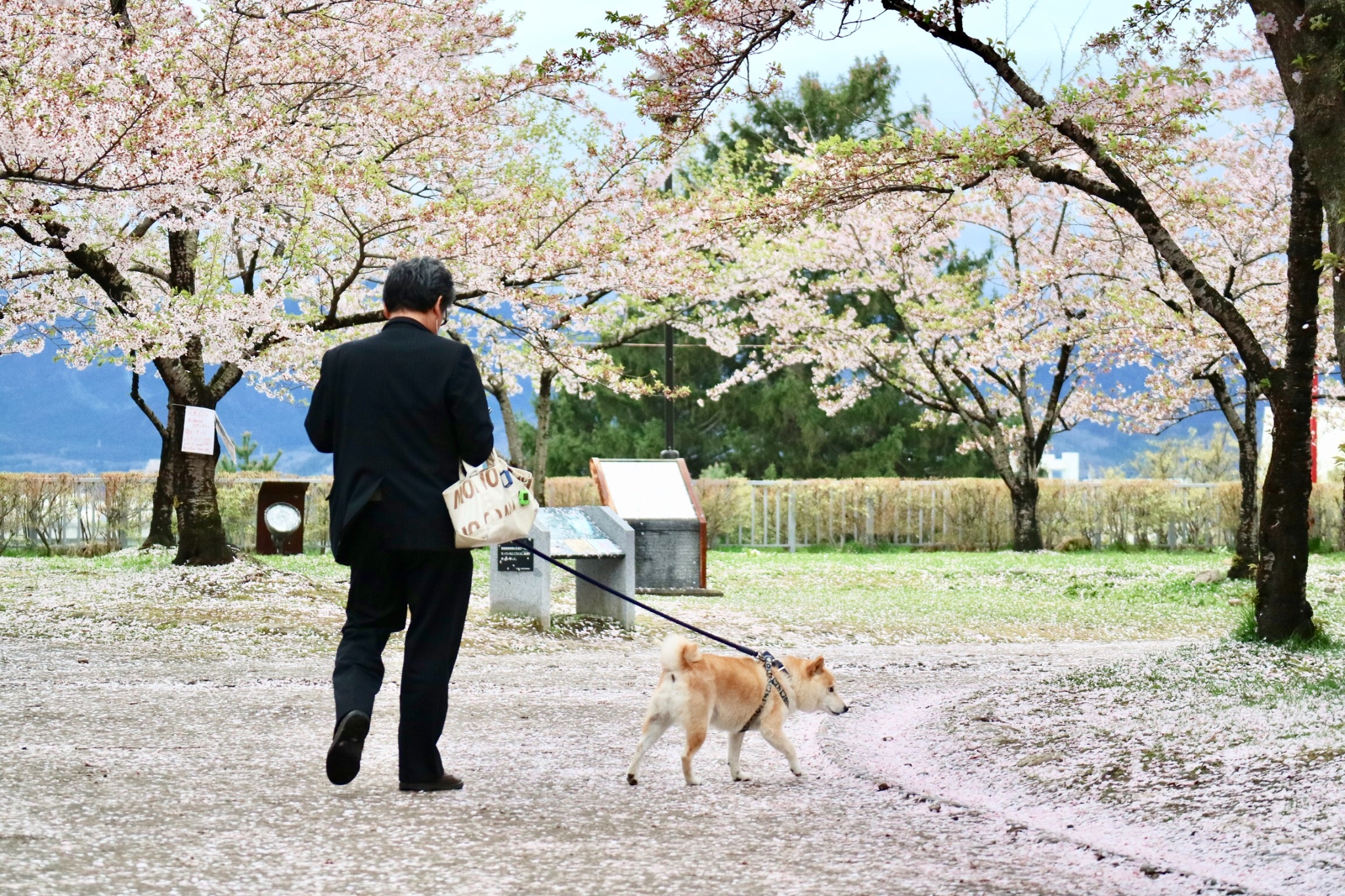 青森縣自助遊攻略