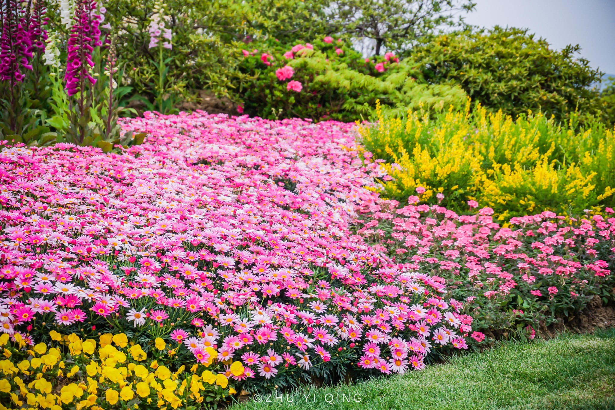 花漾无锡沉醉在花星球的杜鹃花海中无锡春日赏花四日行