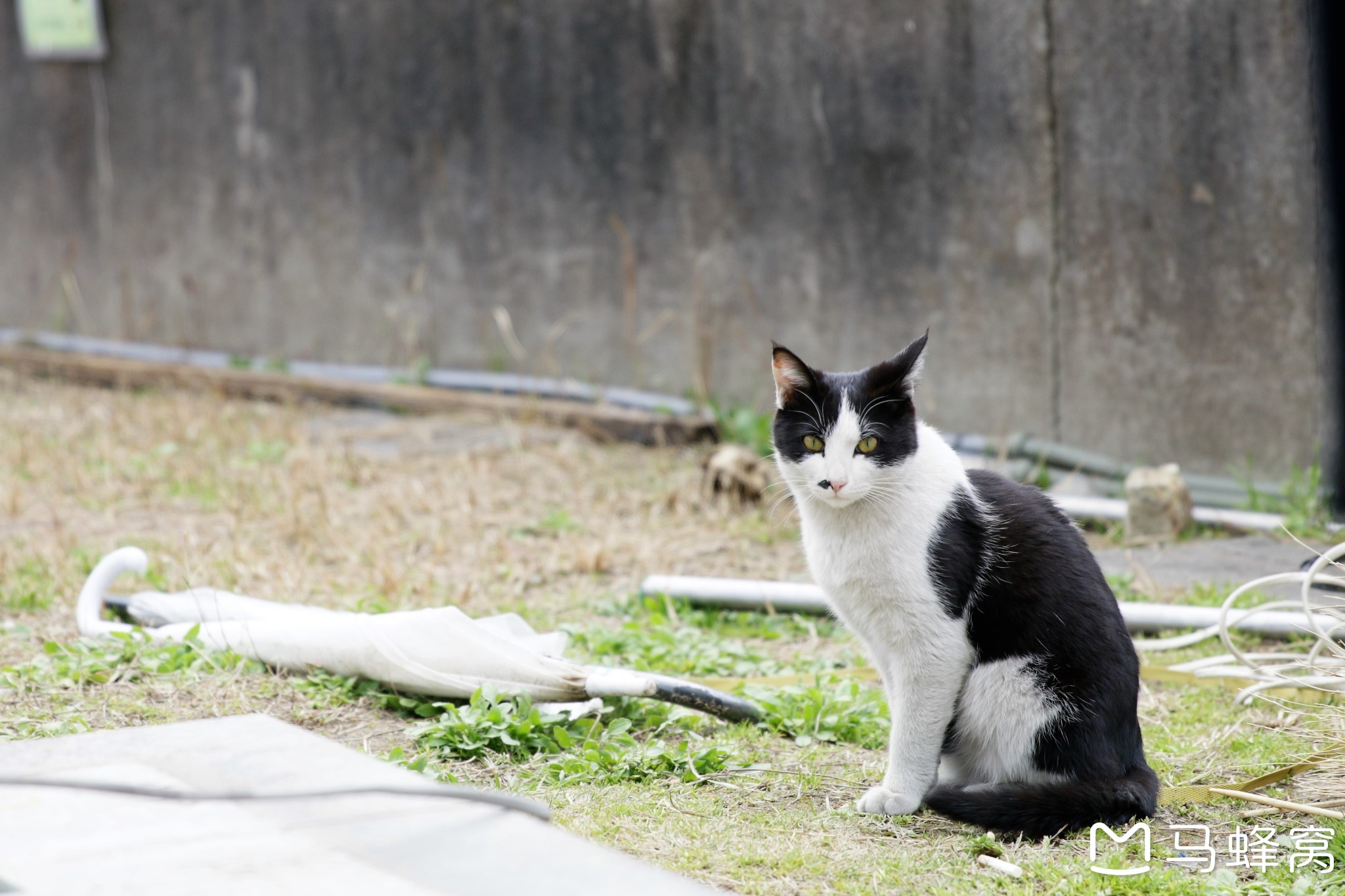 京都自助遊攻略