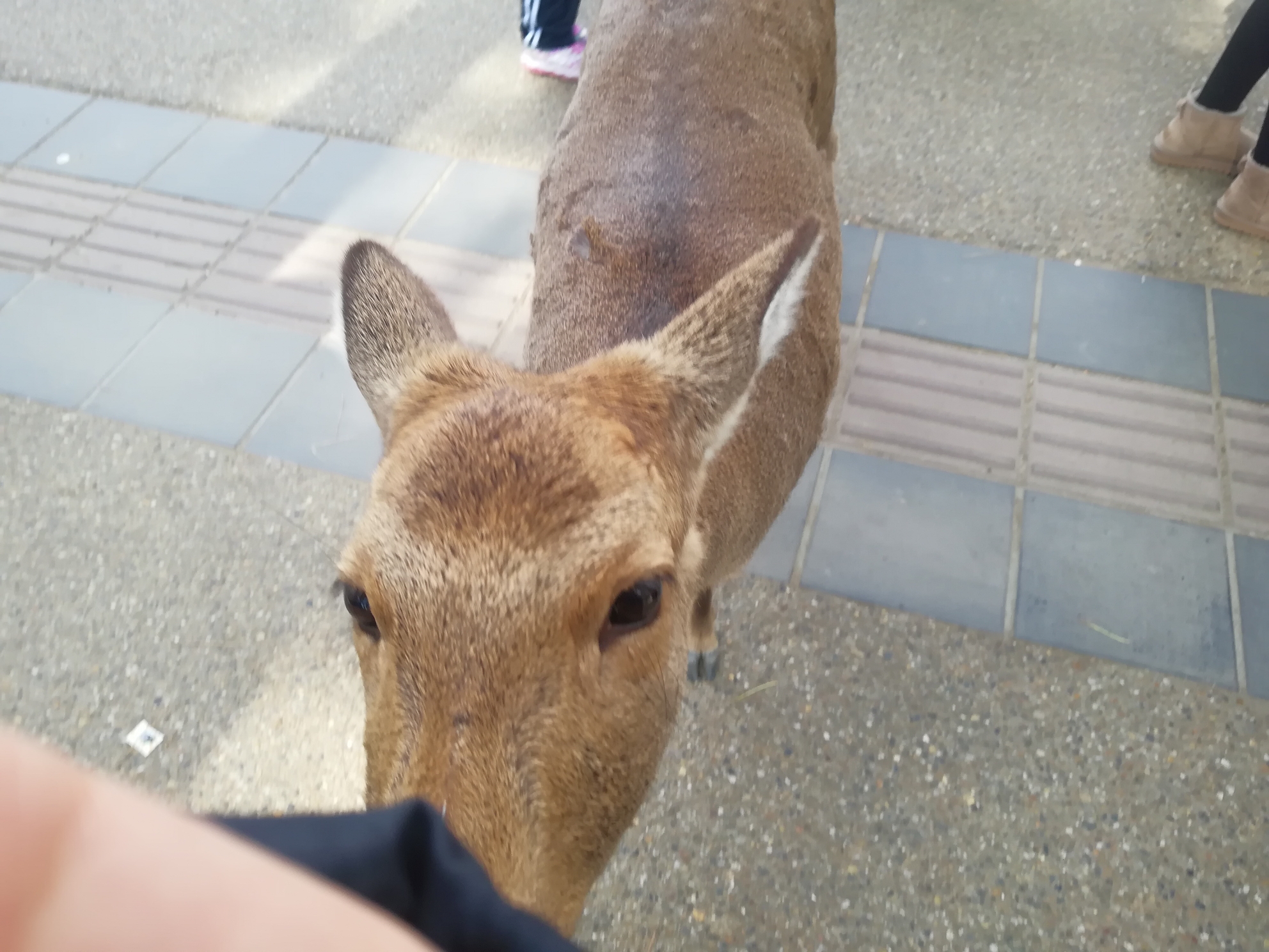 大阪自助遊攻略