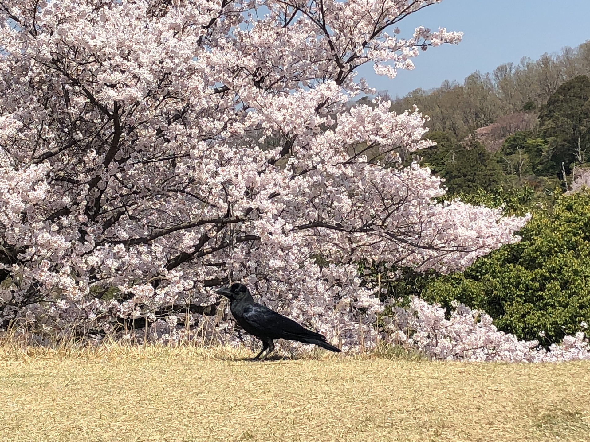 京都自助遊攻略