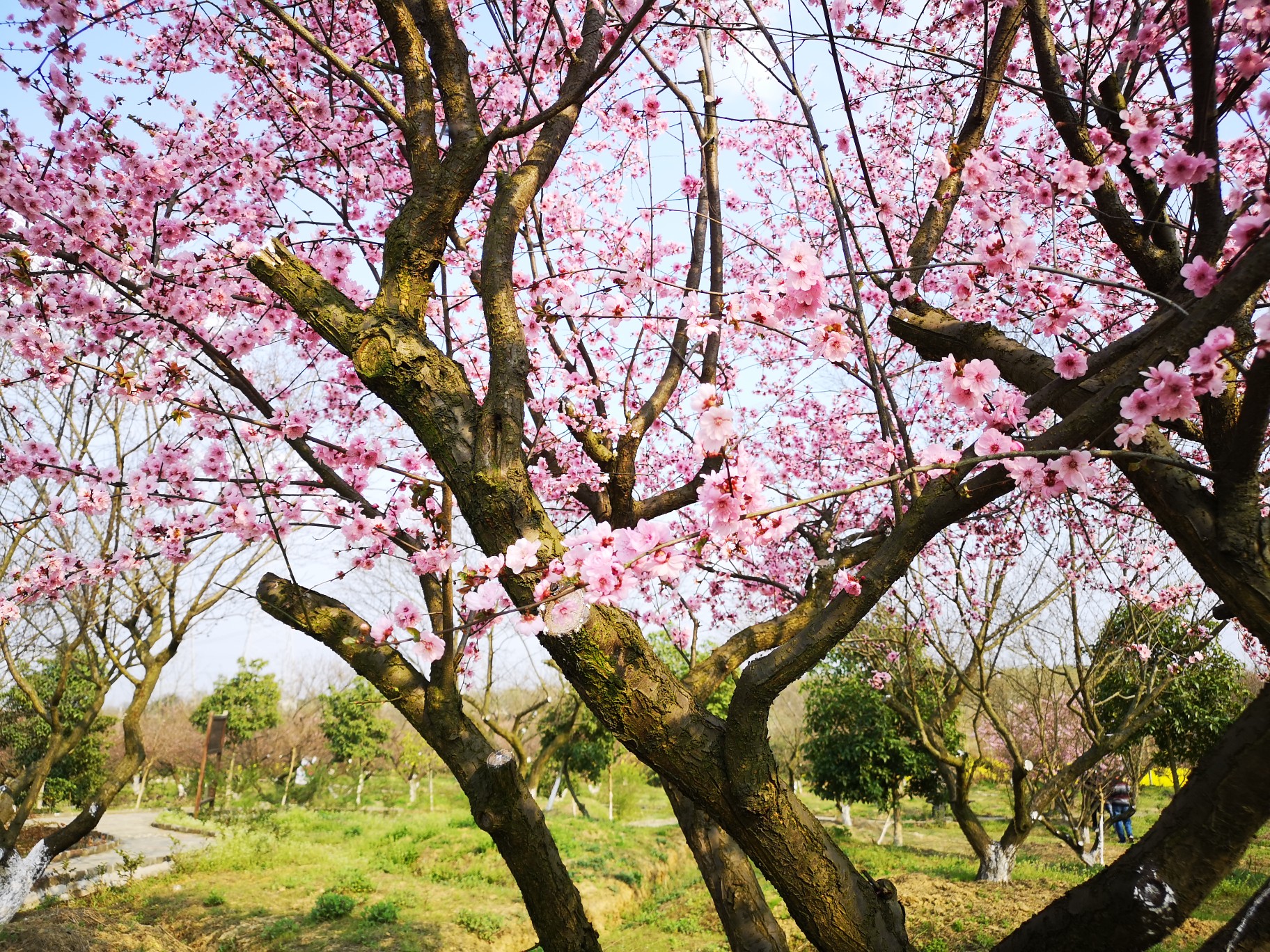 梅花镇梅花村人口_乐昌梅花镇梅花街(2)