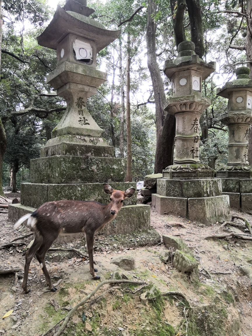 京都自助遊攻略