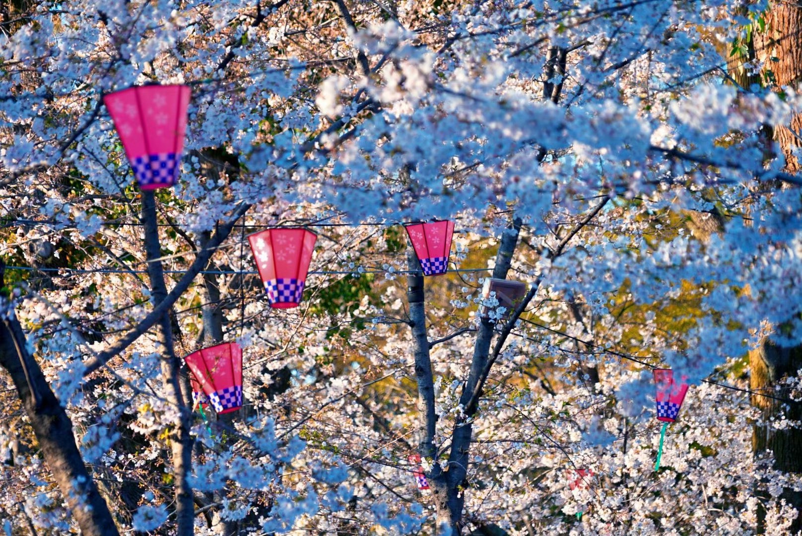 京都自助遊攻略