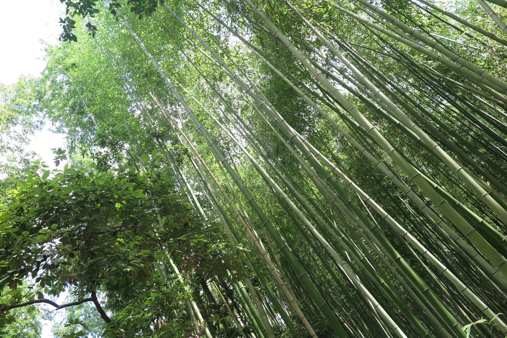 京都自助遊攻略