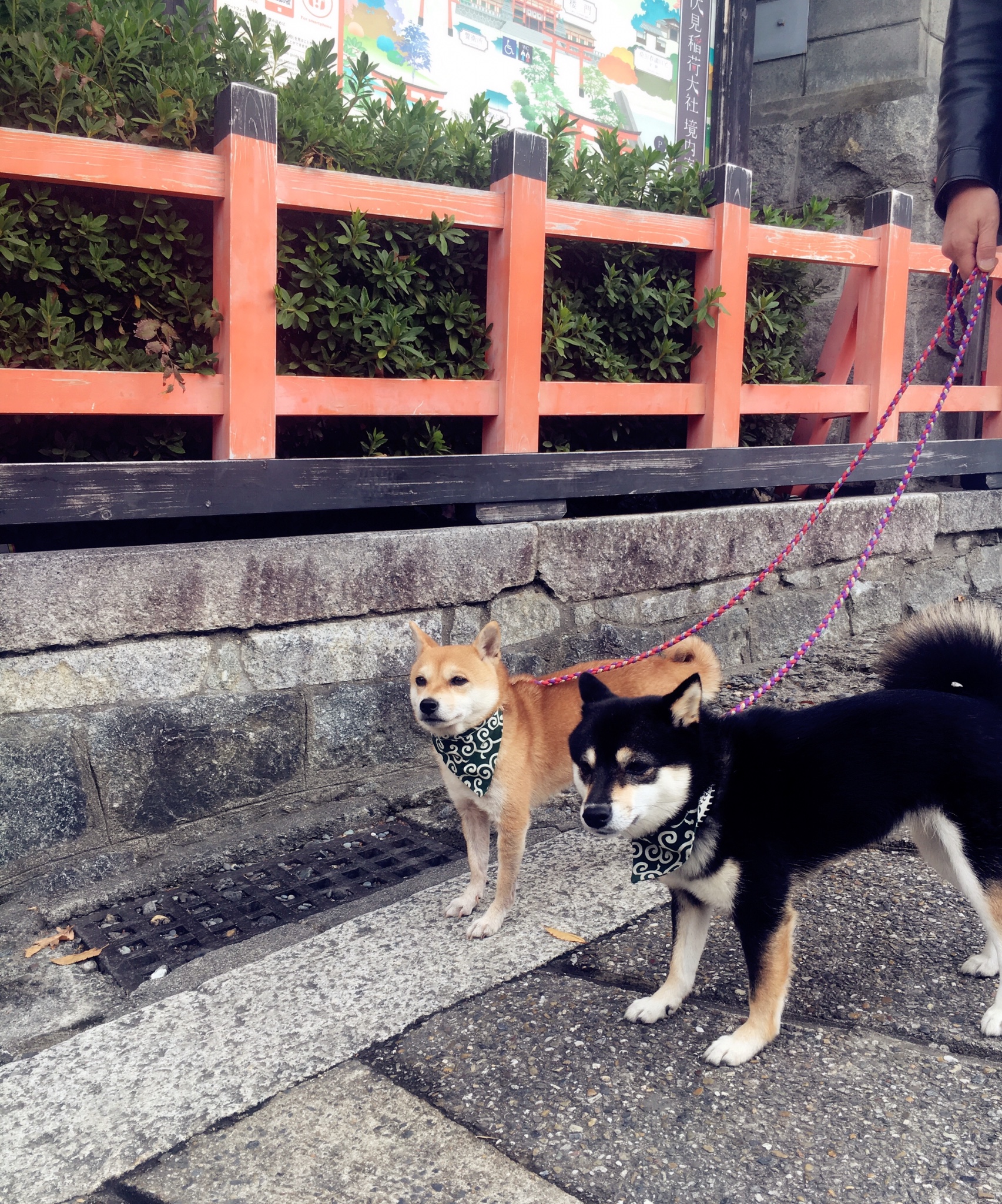 京都自助遊攻略