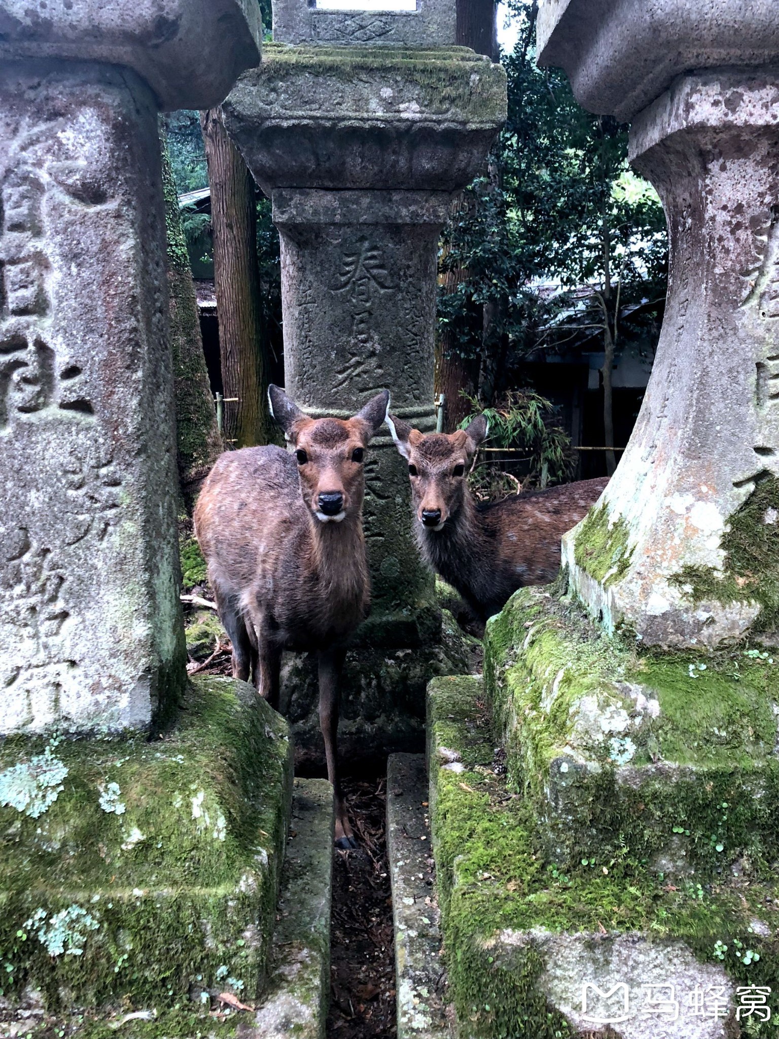 日本自助遊攻略