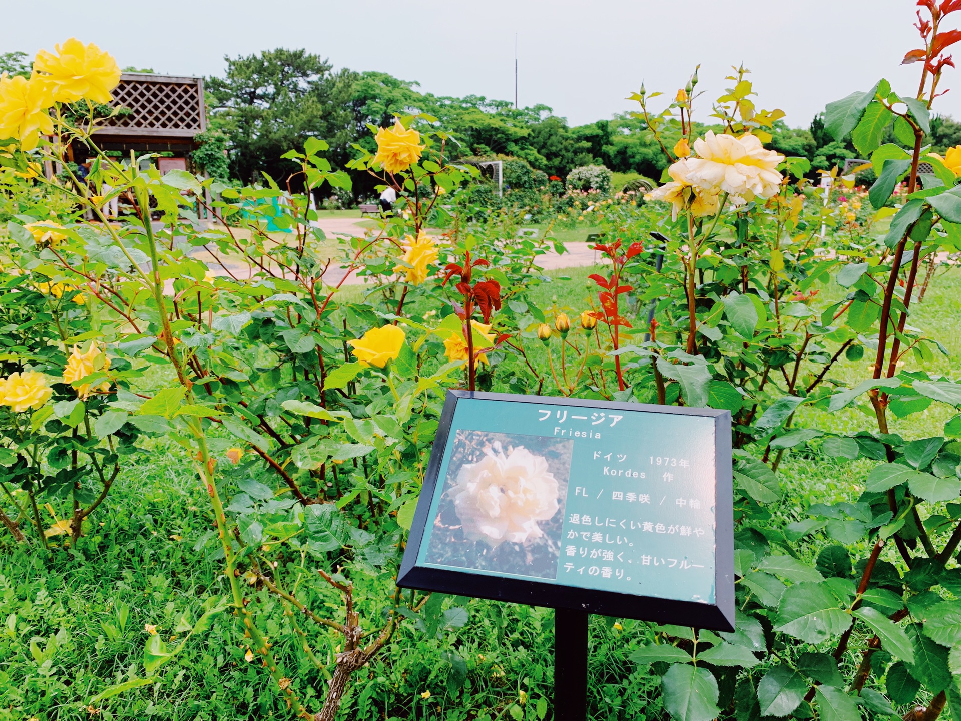 日本自助遊攻略