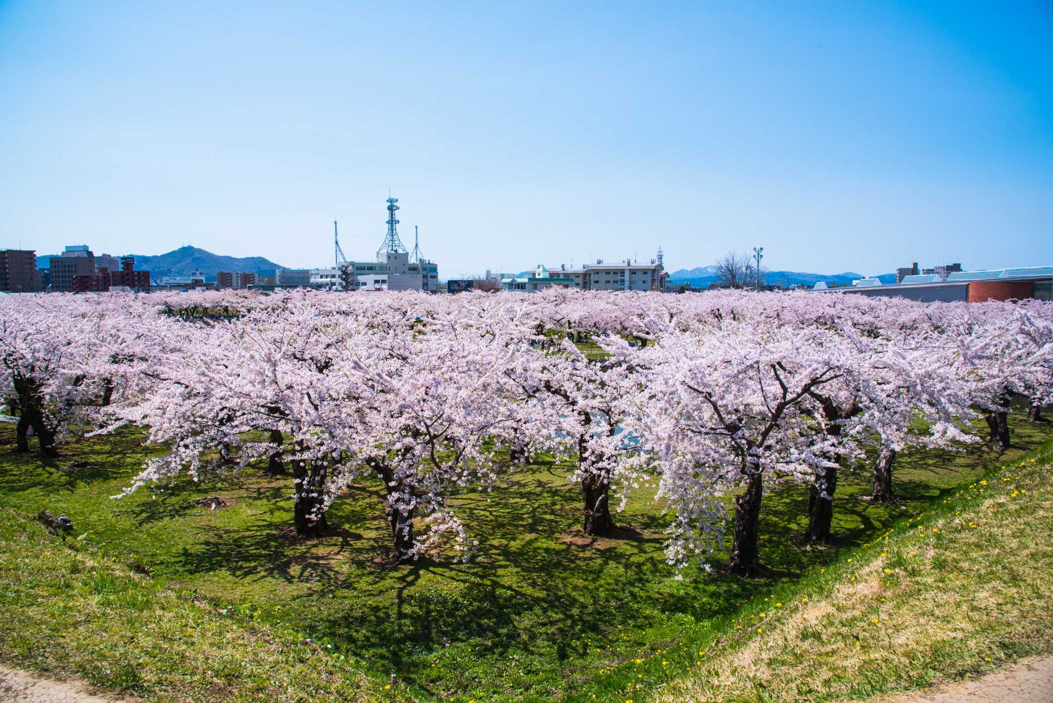 北海道自助遊攻略