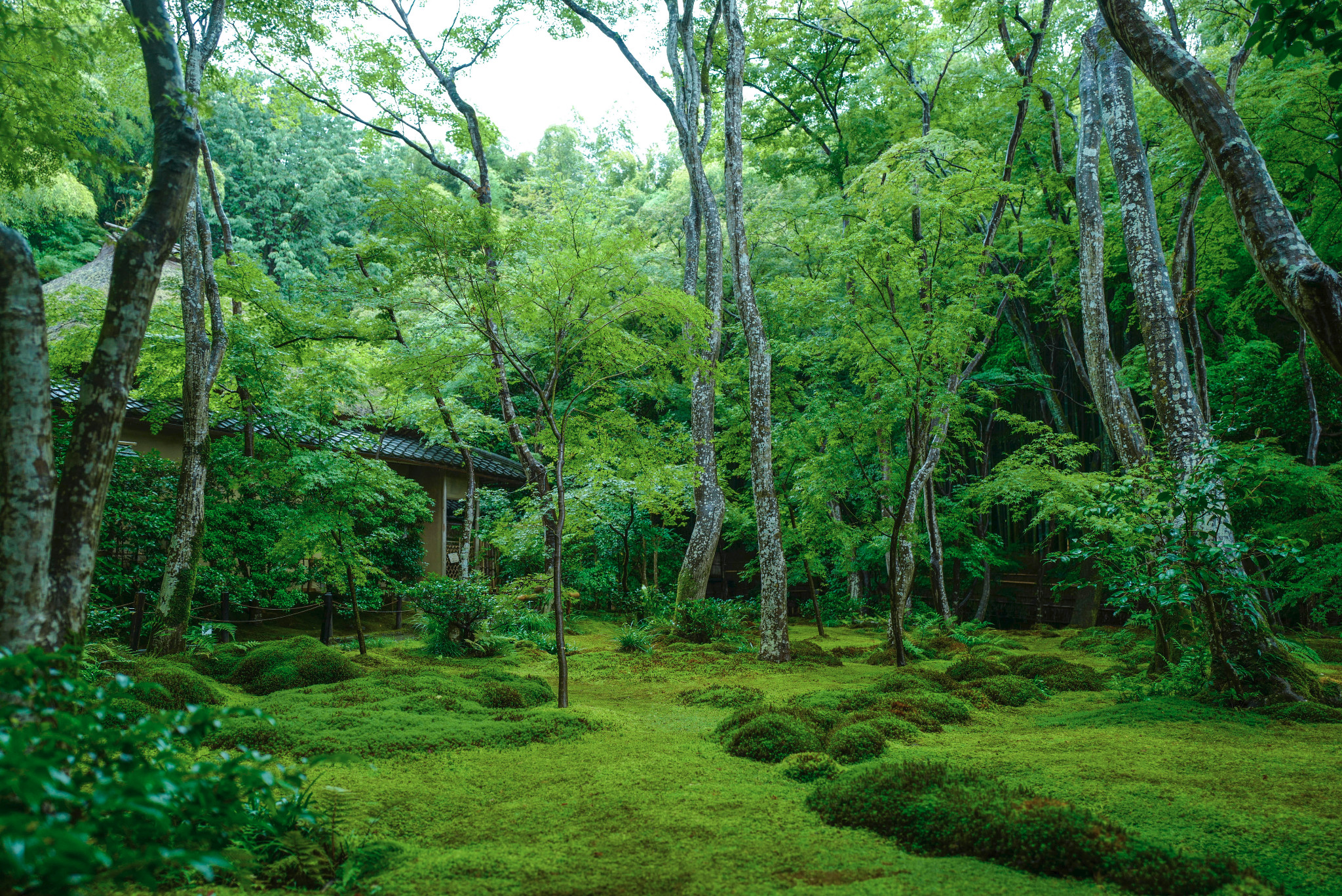 京都自助遊攻略