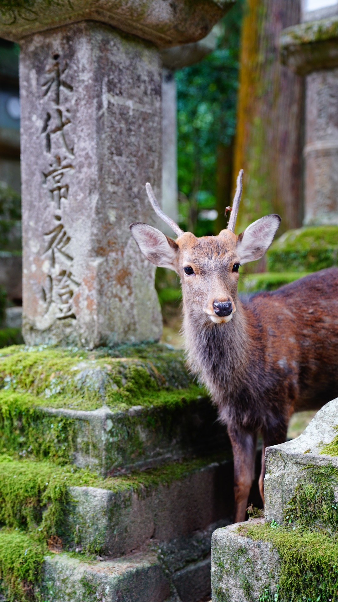 京都自助遊攻略