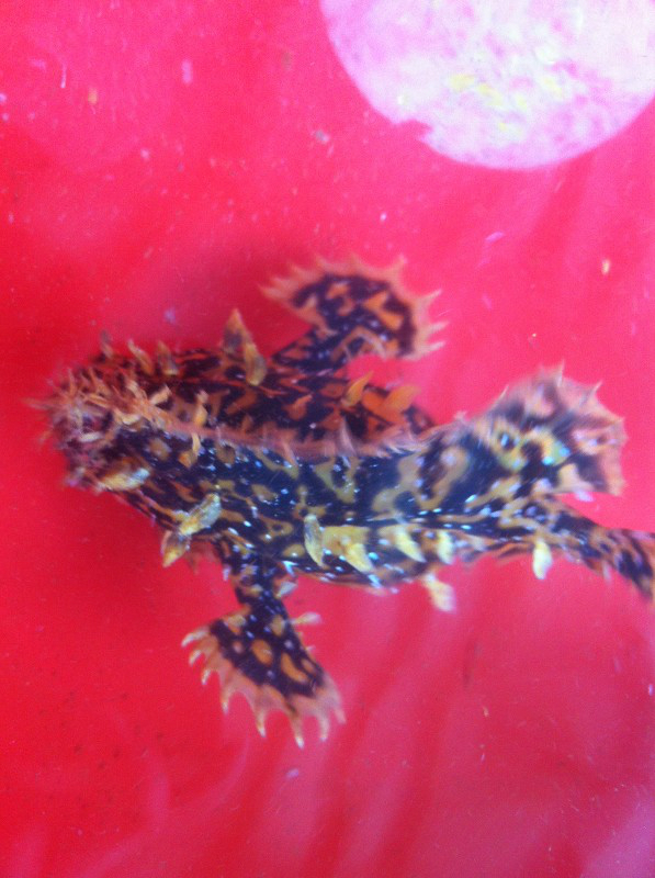 渔字猜个成语_四字成语你画我猜(3)