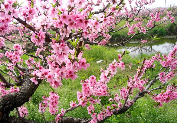 【北京桃花節】2017北京植物園桃花節時間—門票—交通信息