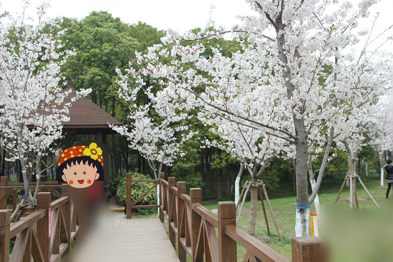 顧村公園櫻花