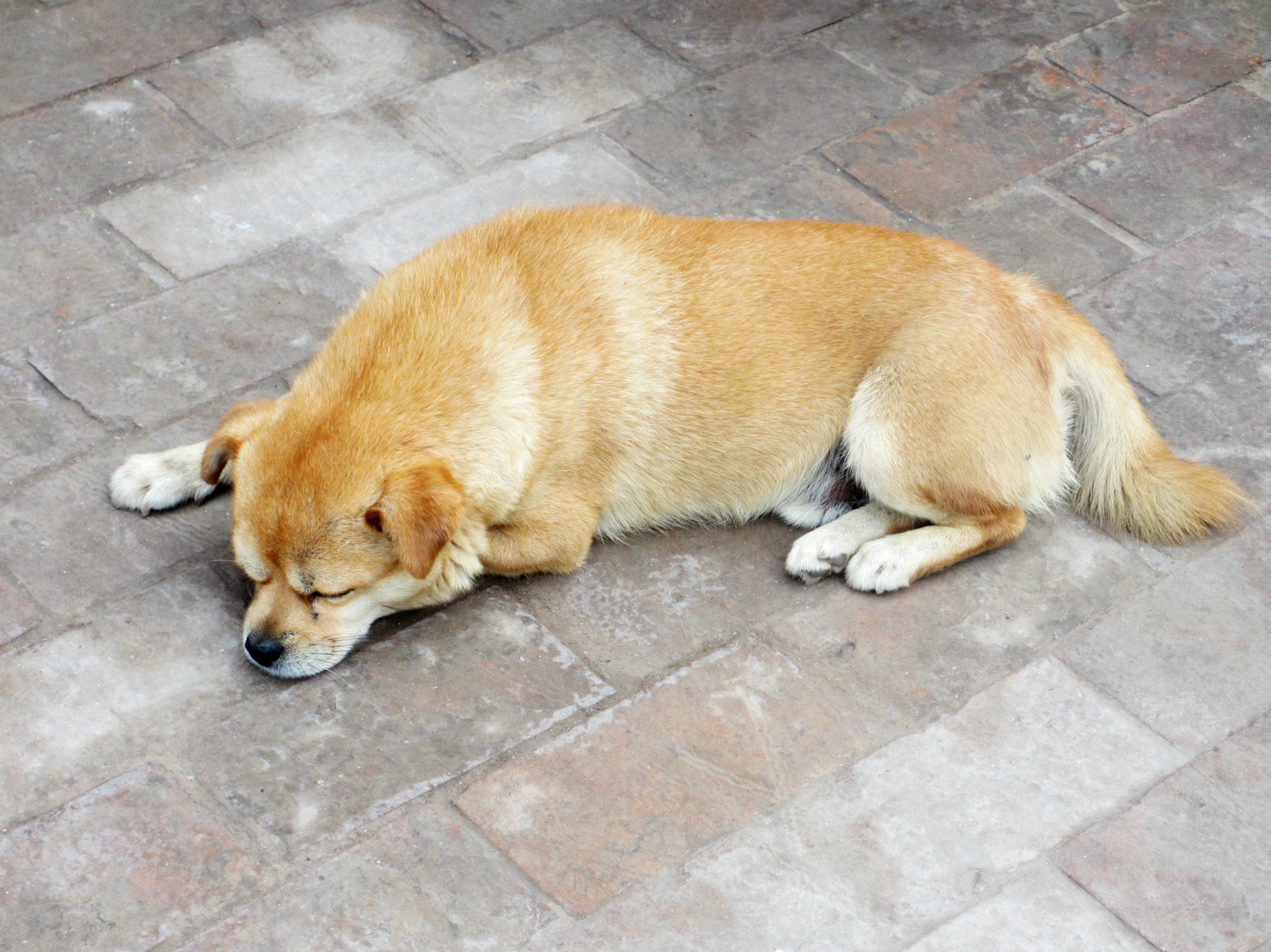 一只王八猜成语_一只王八图片(3)