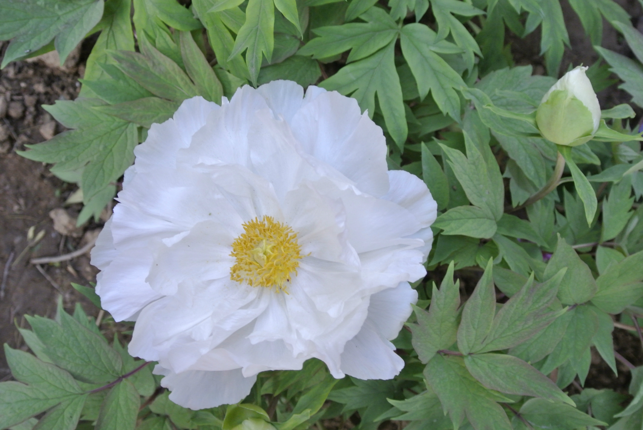 wKgB4lNvfGiARRmTABhtn6-UYJk88.jpeg?imageView2%2F2%2Fw%2F680%2Fq%2F90%7CimageMogr2%2Fstrip%2Fquality%2F90