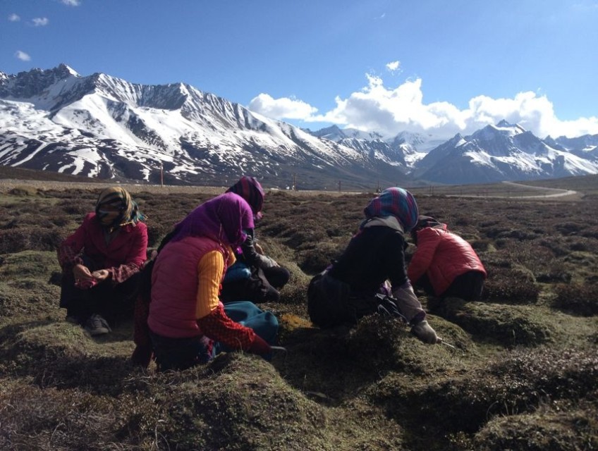 在海拔4900米的雪山上,感受挖虫草的喜悦图片083,西藏自治区旅游景点