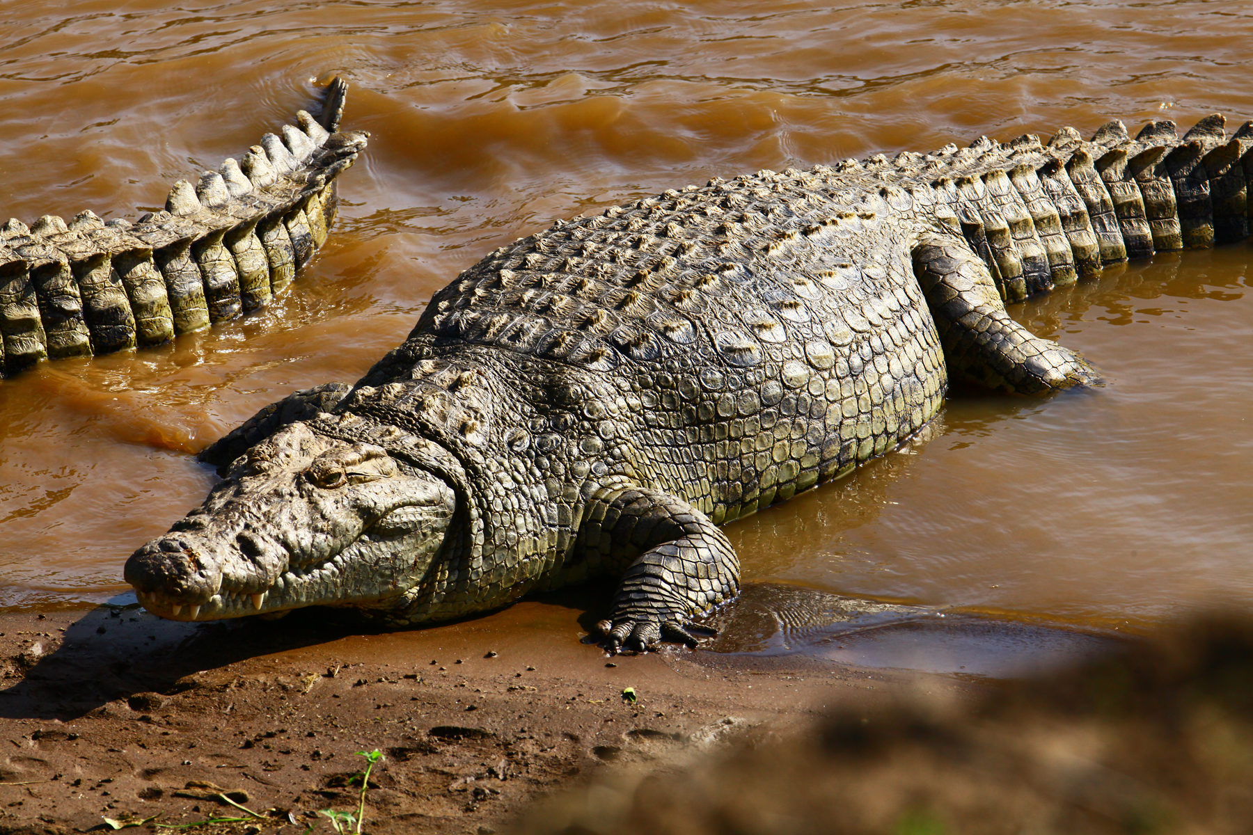马拉河边的鳄鱼(马赛马拉)