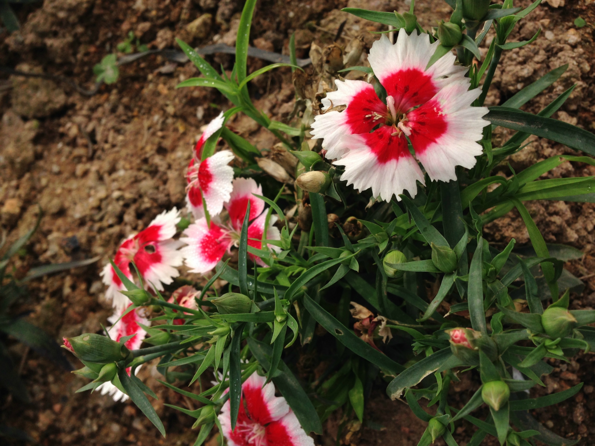 带娃(婴儿票)第一次坐飞机远行--广州、深圳五日游
