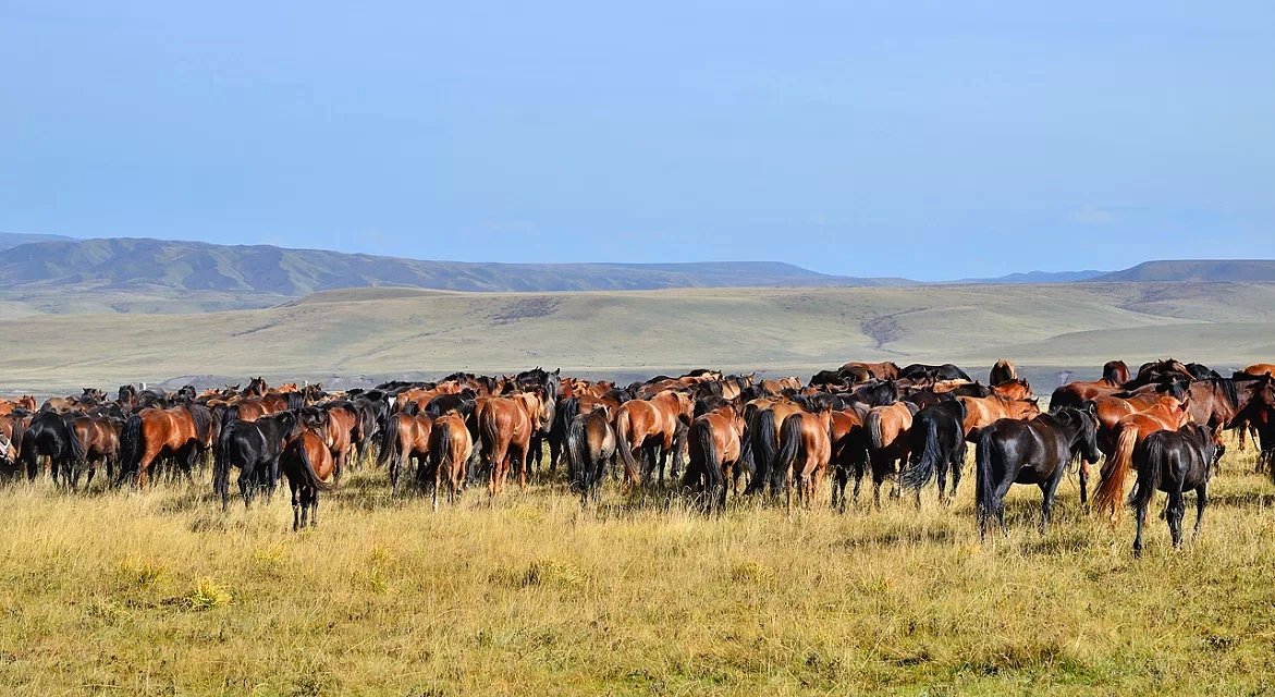 GanSu ZhangYe ShanDan Military Horse Farm