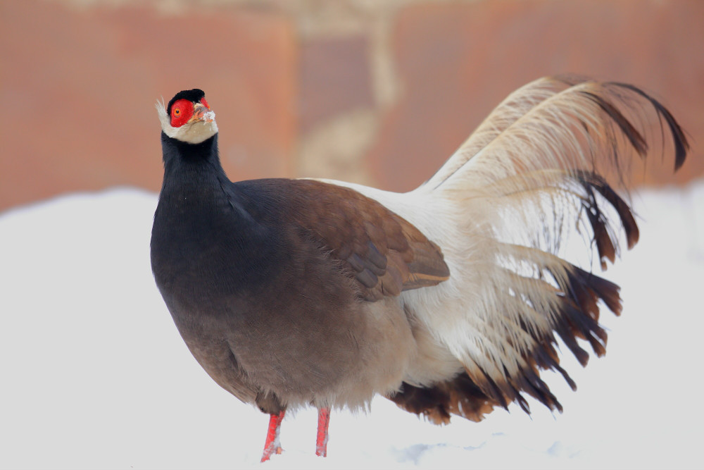 wKgB6lT1GZqAZKEKAAH5w9i-lWg92.jpeg?imageView2%2F2%2Fw%2F600%2Fq%2F90