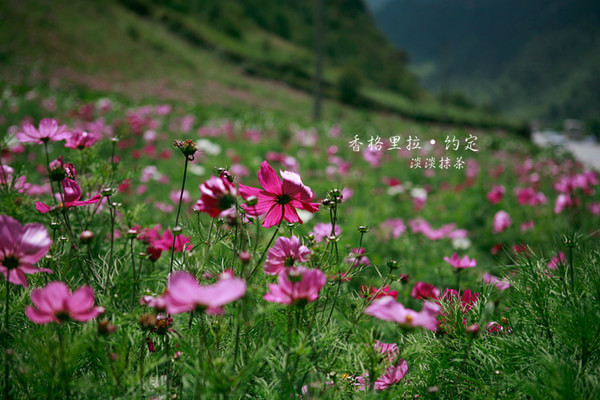 美丽鲜花在开放简谱_美丽鲜花再开放简谱(3)