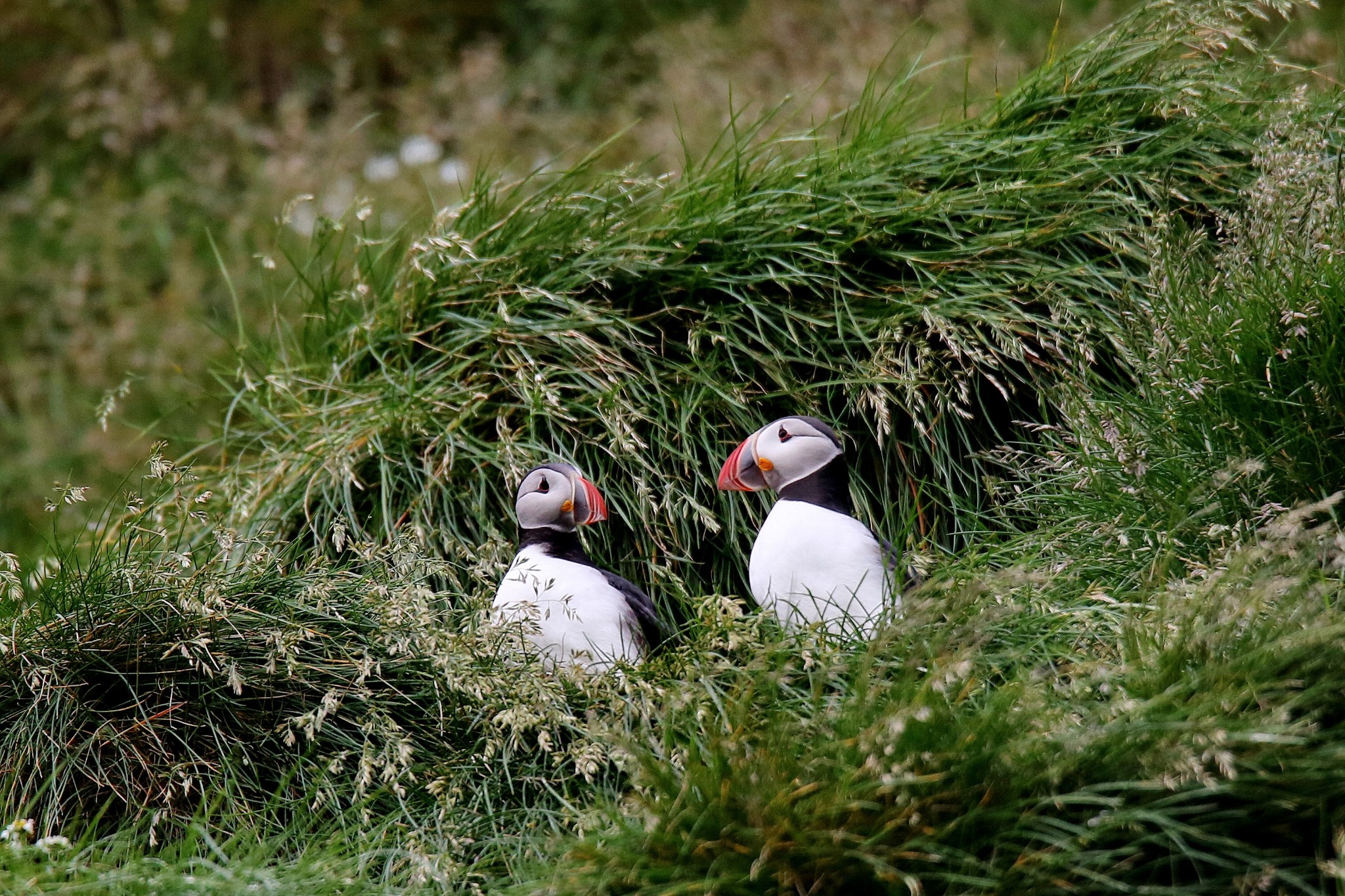 回复游记:冰岛国鸟-海鹦鹉