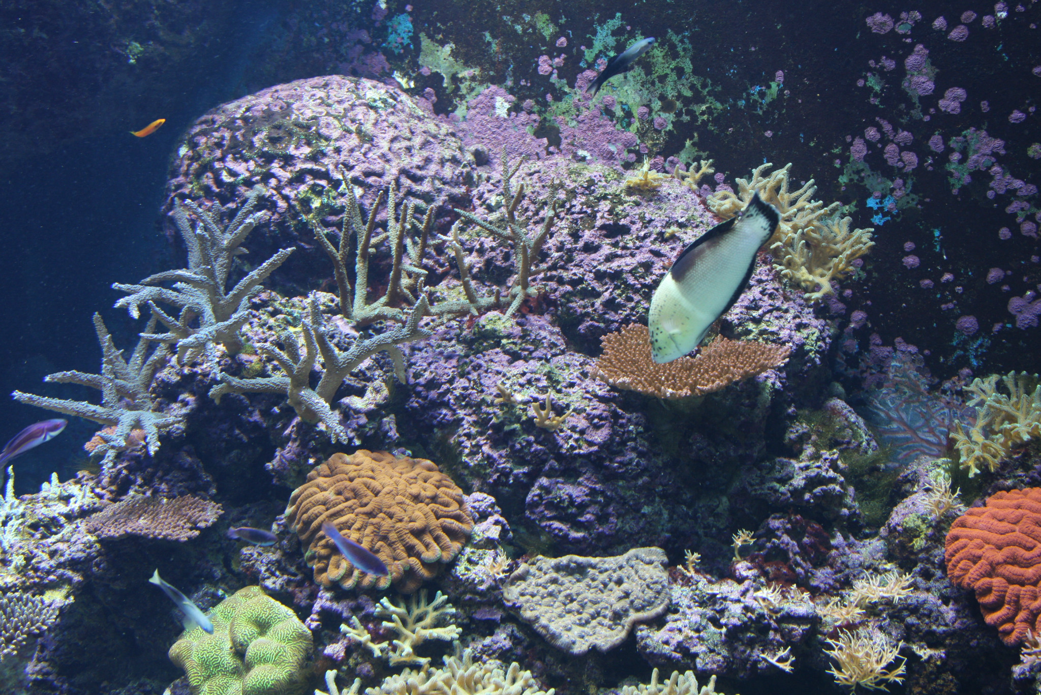 水族有多少人口_北流隆盛镇有多少人口(2)