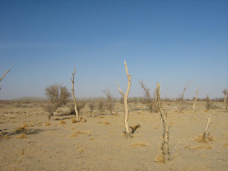 十年植树图片251,民勤旅游景点,风景名胜 - 马蜂窝图库 - 马蜂窝