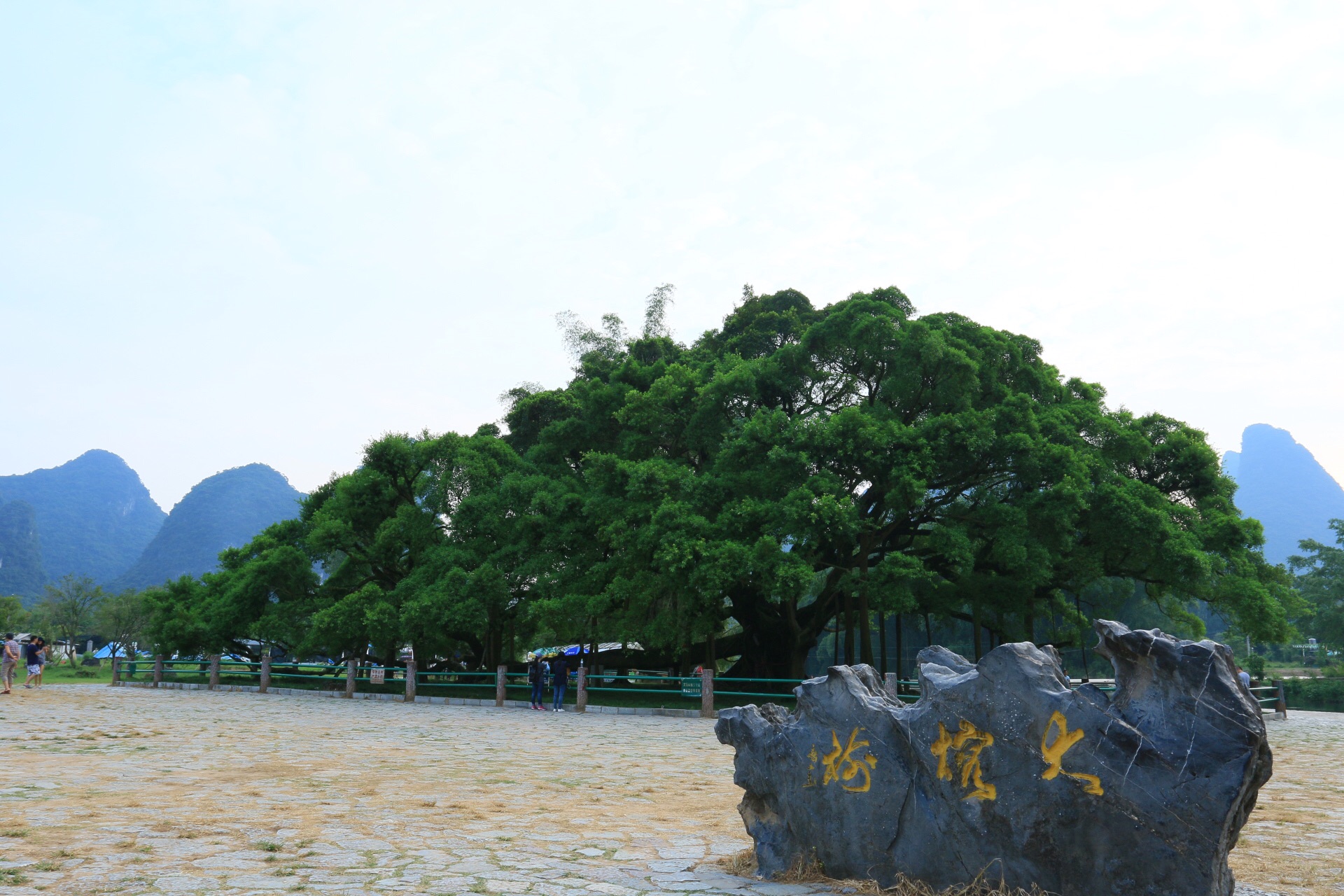 Yangshuo Big Banyan Tree