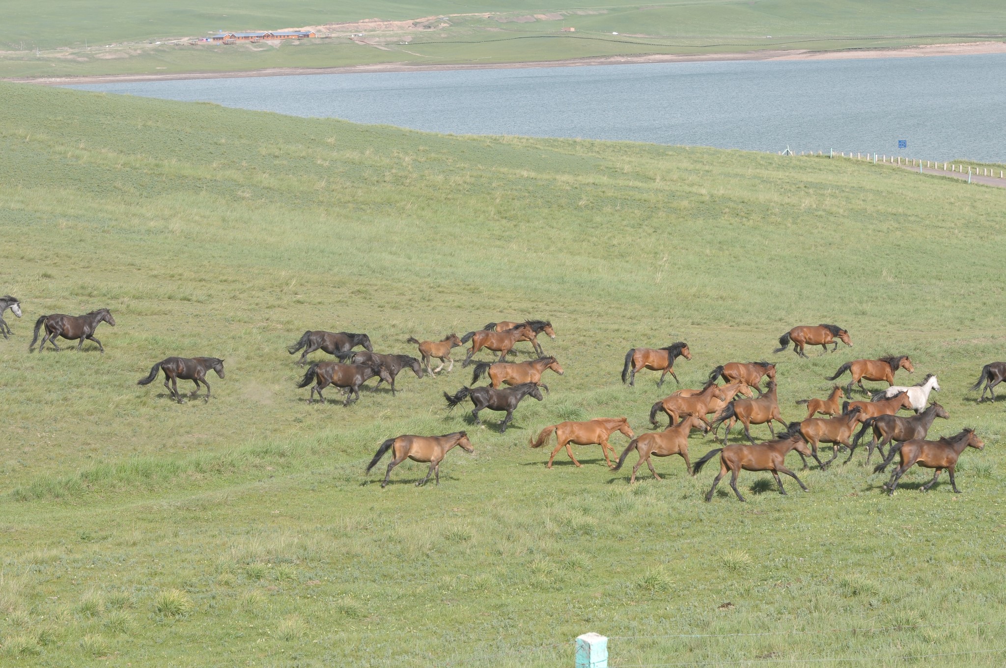 Gansu ZhangYe ShanDan Military horse farm