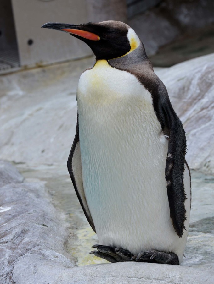 考拉在哪睡觉 wKgBs1gz6OiASBFxAAMj-T_JCrw32.jpeg?imageView2%2F2%2Fw%2F680%2Fq%2F90